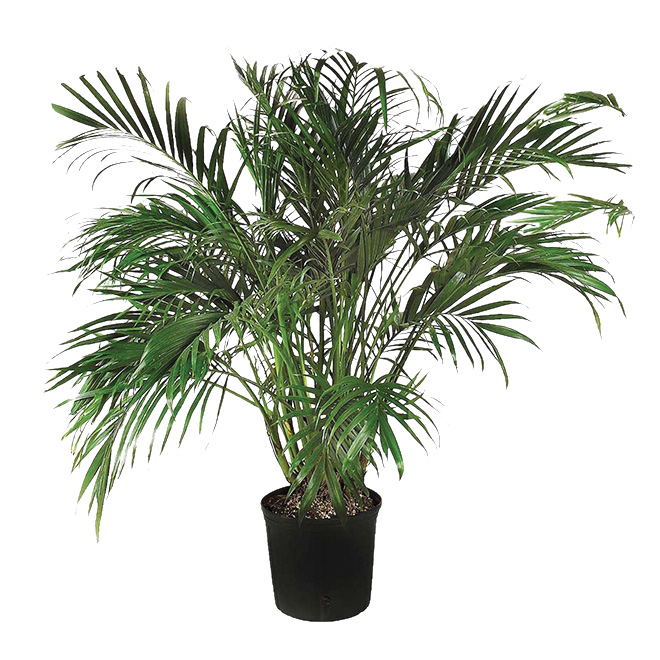 PEPINIERE RICHELIEU Cat Palm Tree 10 in RénoDépôt