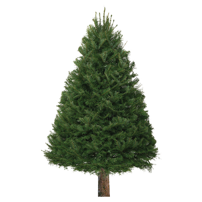 Projet Carboneutre Un sapin artificiel ou naturel? Choix écologique