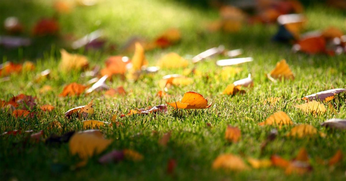 Lawn & garden care tips for fall 