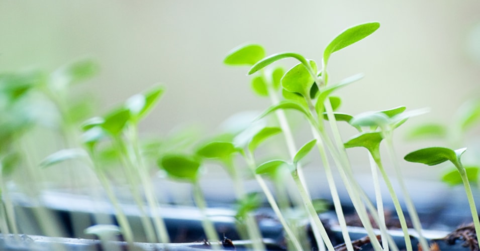 Six Easy Steps to Growing Your Own Seedlings 