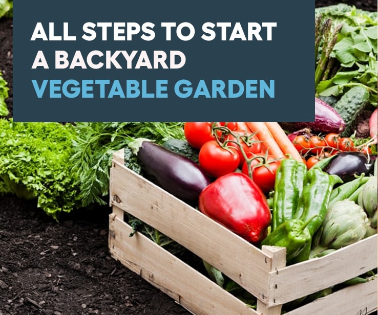 Do It Yourself – All Steps to Start a Backyard Vegetable Garden